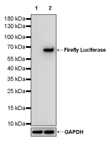 Firefly Luciferase Rabbit Polyclonal Antibody