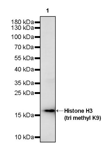 Histone H3 (tri methyl K9) Recombinant Rabbit mAb (S-3826)