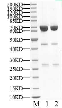 HIPK3 GST Tag Protein, Human