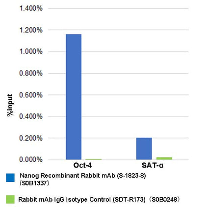 Nanog Recombinant Rabbit mAb (S-1823-8)