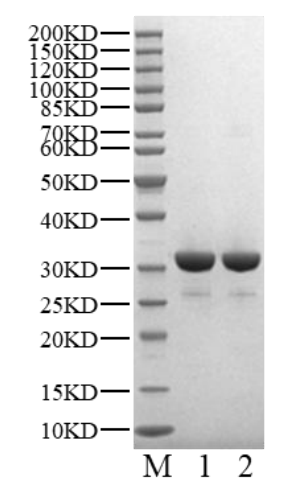 BRAF GST Tag Protein, Human