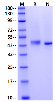 AGER His Tag Protein, Mouse
