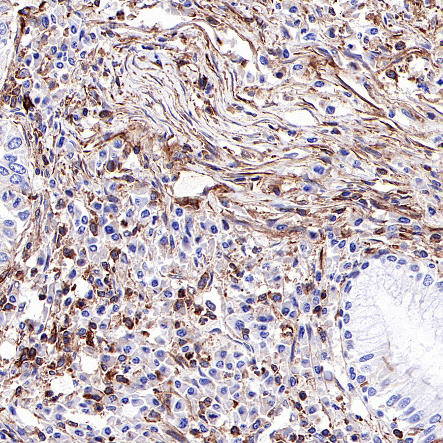 β-actin Recombinant Rabbit mAb (SDT-R156)