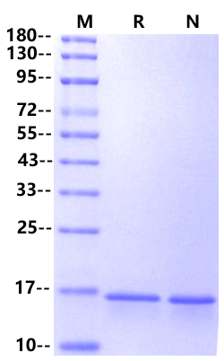 gAcrp30/gAdiponectin Protein, Mouse