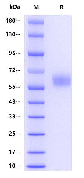 Human CD47, hFc tag