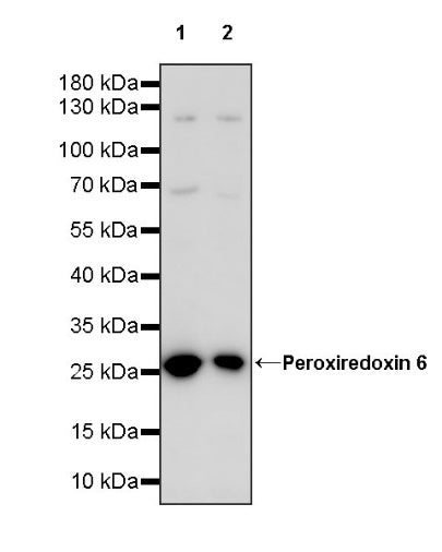 Peroxiredoxin 6 Rabbit Polyclonal Antibody