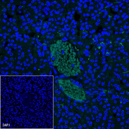 NKX2.2 Recombinant Rabbit mAb (SDT-898-41)