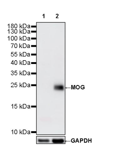 MOG Rabbit Polyclonal Antibody