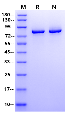 T4 DNA Ligase Ⅱ