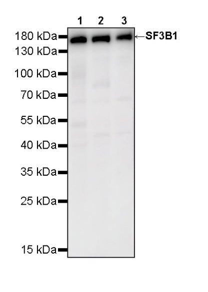 SF3B1 Rabbit Polyclonal Antibody