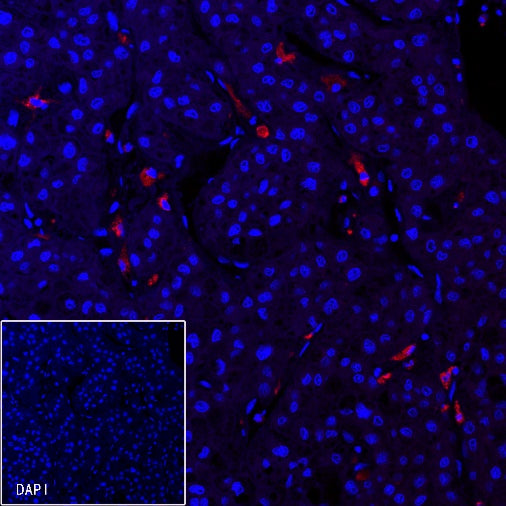 CD68 Recombinant Rabbit mAb (Alexa Fluor® 594 Conjugate) (S-R025)