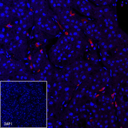 CD68 Recombinant Rabbit mAb (Alexa Fluor® 594 Conjugate) (S-R025)
