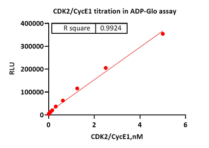 CDK2/CycE1 Protein