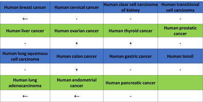 Phospho-p44/42 MAPK (Erk1/2) (Thr202/Tyr204) Recombinant Rabbit mAb (S-5119)