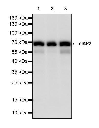 cIAP2 Recombinant Rabbit mAb (S-2483-8)