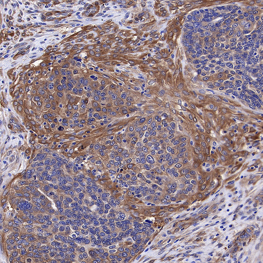 Vinculin Recombinant Rabbit mAb (S-5405)