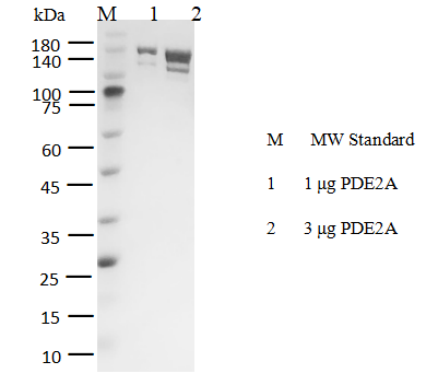 PDE2A GST&Flag Tag Protein, Human