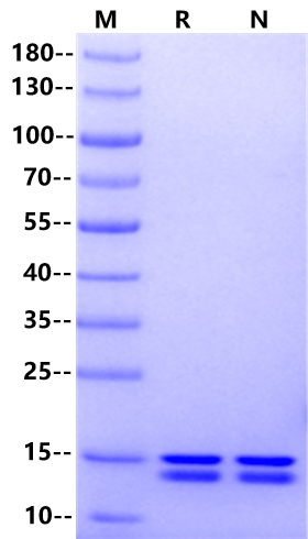 FGF-6 Protein, Human