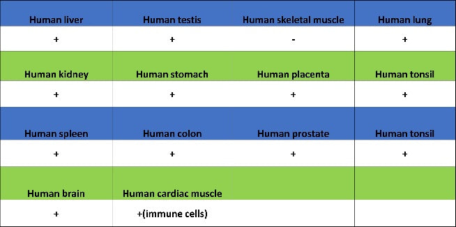 TKT Rabbit Polyclonal Antibody