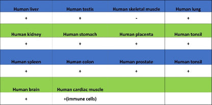 TKT Rabbit Polyclonal Antibody