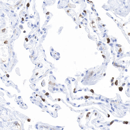 CD11b Recombinant Rabbit mAb,PBS Only (SDT-058-44)