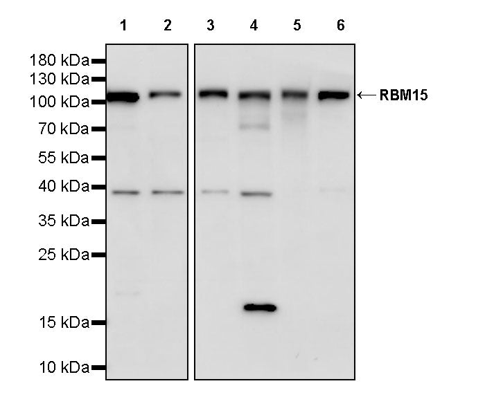 RBM15 Rabbit Polyclonal Antibody