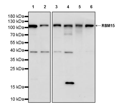 RBM15 Rabbit Polyclonal Antibody