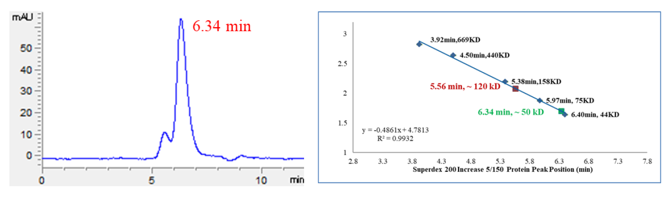 CDK8 Protein