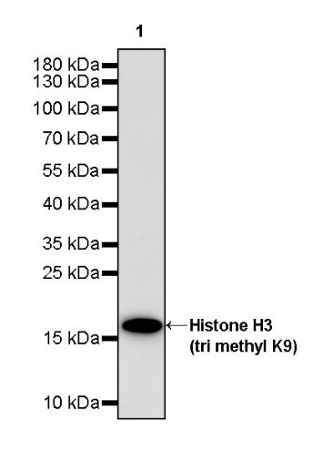 Histone H3 (tri methyl K9) Recombinant Rabbit mAb (S-3826)