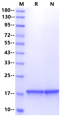FGF-1/FGF-Acidic Protein, Bovine
