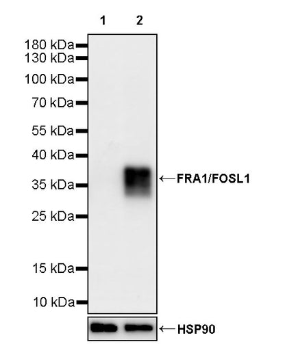 FRA1/FOSL1 Recombinant Rabbit mAb (S-3772-68)