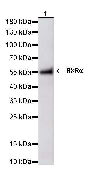 RXRα Recombinant Rabbit mAb