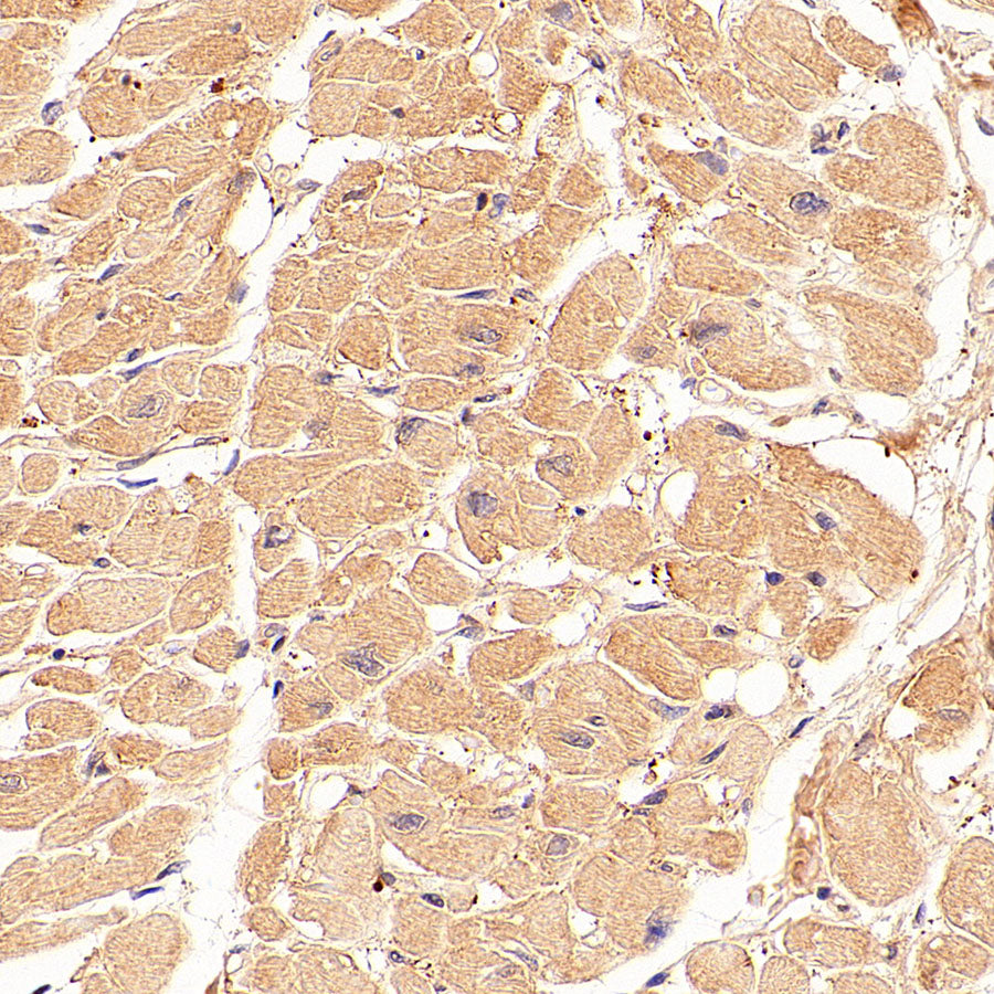 Rad51C Recombinant Rabbit mAb (S-4505-32)