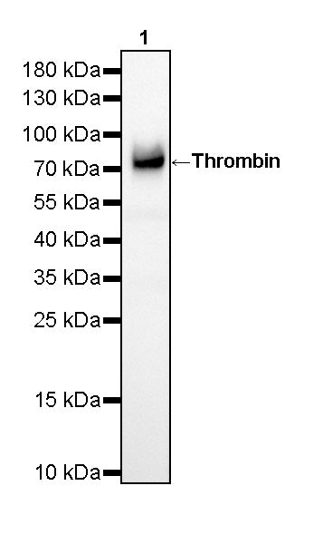 Thrombin Recombinant Rabbit mAb (SDT-293-58)
