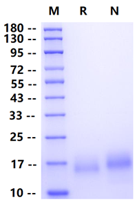 Biotinylated BCMA/TNFRSF17 His&Avi Tag Protein, Human