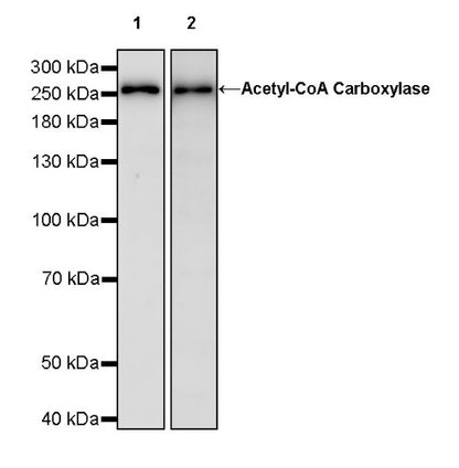 Acetyl-CoA Carboxylase Recombinant Rabbit mAb (S-2220-96)