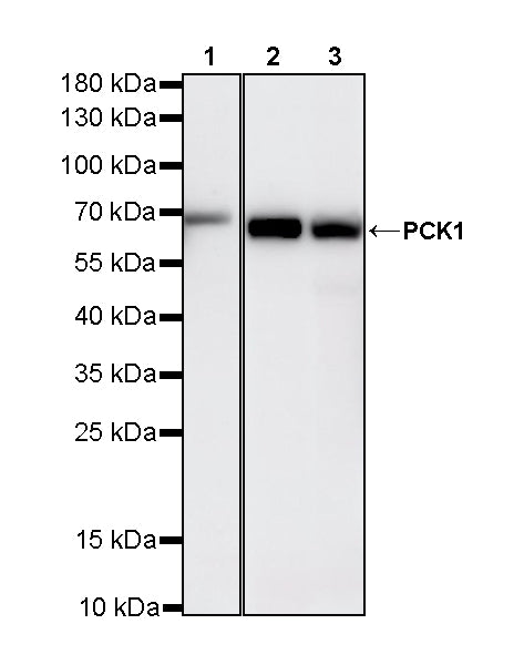 PCK1 Rabbit Polyclonal Antibody