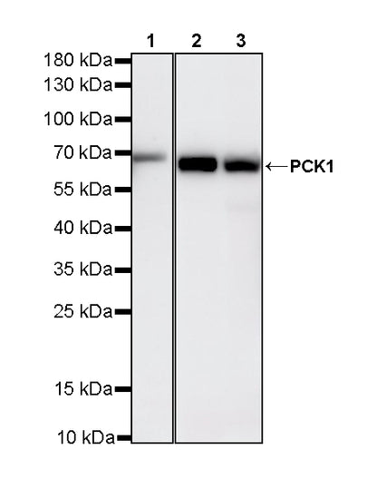 PCK1 Rabbit Polyclonal Antibody
