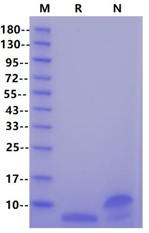 EGF Protein, Human
