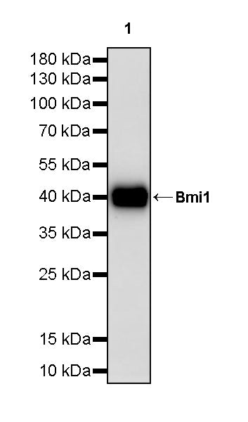 Bmi1 Recombinant Rabbit mAb (S-5143)