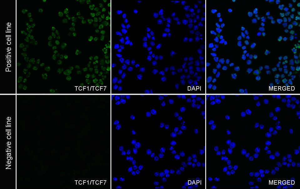 TCF1/TCF7 Recombinant Rabbit mAb (Alexa Fluor® 488 Conjugate) (S-3486)
