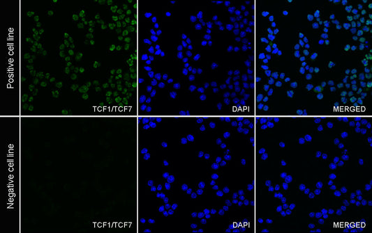 TCF1/TCF7 Recombinant Rabbit mAb (Alexa Fluor® 488 Conjugate) (S-3486)