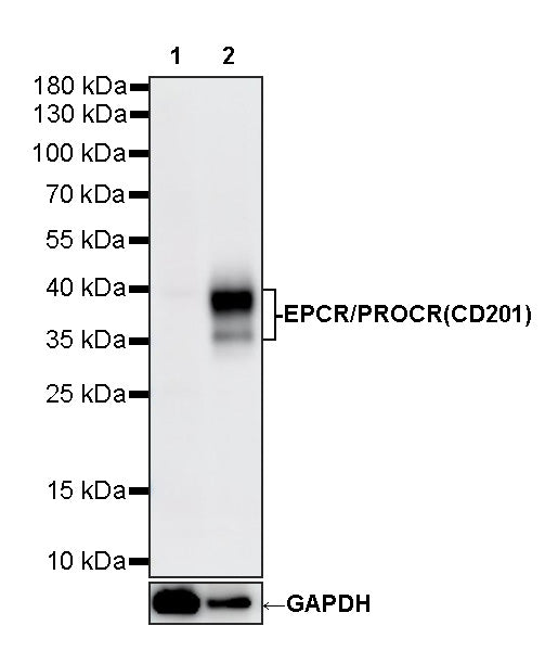EPCR/PROCR (CD201) Rabbit Polyclonal Antibody