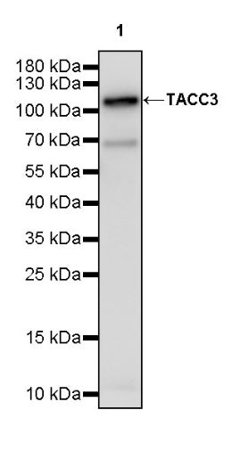 TACC3 Recombinant Rabbit mAb (S-3048-50)
