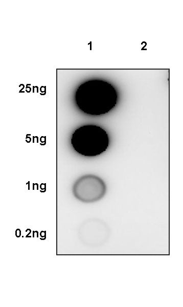 Phospho-EphA2 (Tyr772) Recombinant Rabbit mAb (S-3525-94)