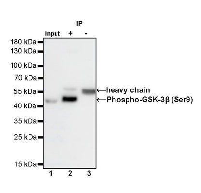 Phospho-GSK-3β (Ser9) Recombinant Rabbit mAb (S-748-20)