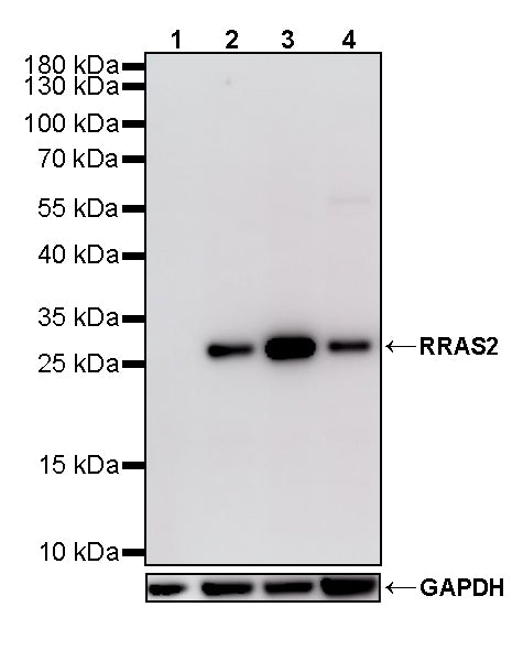 RRAS2 Recombinant Rabbit mAb (S-4292-21)