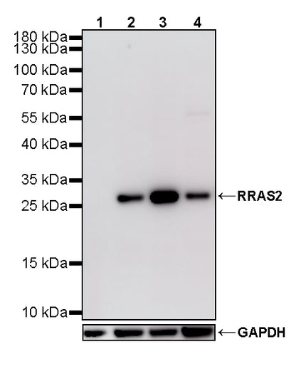 RRAS2 Recombinant Rabbit mAb (S-4292-21)