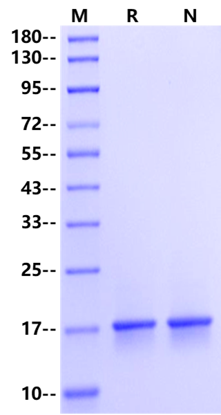 FGF-10 Protein, Human