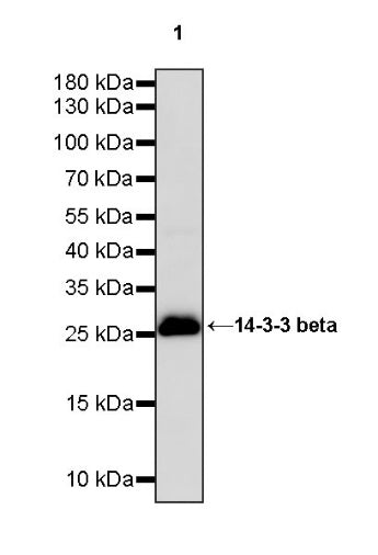14-3-3 beta Rabbit polyclonal antibody